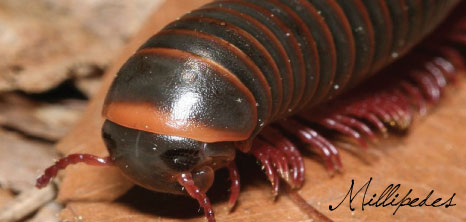 Head & Eye Section of Millipede, Barbados Pocket Guide
