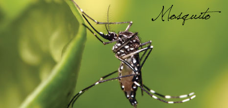 Mosquito, Barbados Pocket Guide