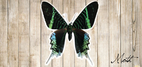 Coulurful Moth, Barbados Pocket Guide