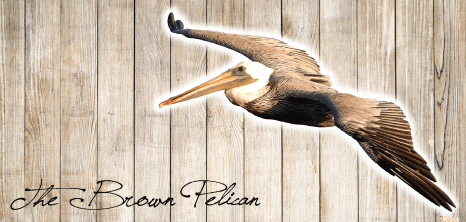 Brown Pelican in Flight, Barbados Pocket Guide