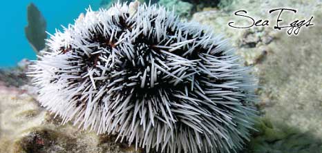 Sea Egg Resting in the Ocean, Barbados Pocket Guide