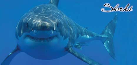 Frontal View of a Shark, Barbados Pocket Guide