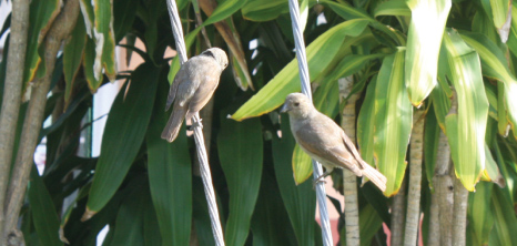 Sparrows Clinging to an Electric Cable, Barbados Pocket Guide