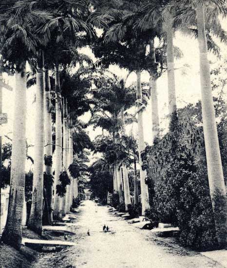 Palm Trees, Many Years Ago that Line the Street in Belleville, St. Michael, Barbados Pocket guide