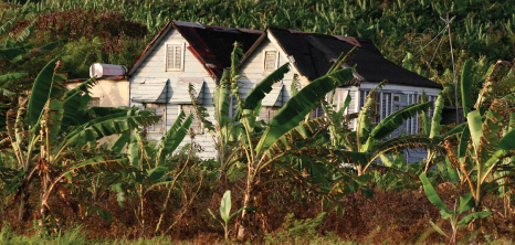 Chattel House Nestled Amongst Banana Trees, Barbados Pocket Guide