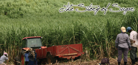 Workers Loading a Cane Cart, Barbados Pocket Guide