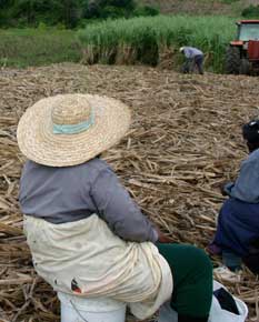 Worker Taking a Break from Cutting Canes, Barbados Pocket Guide