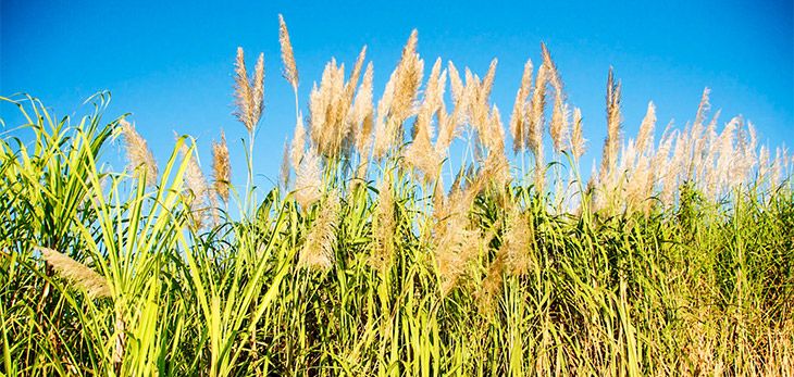 Workers in the Field Cutting Sugarcane, Barbados Pocket Guide