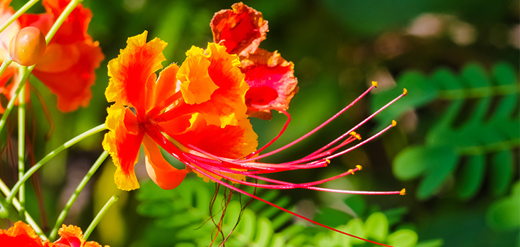 Bougainvillea Plant, Barbados Pocket Guide