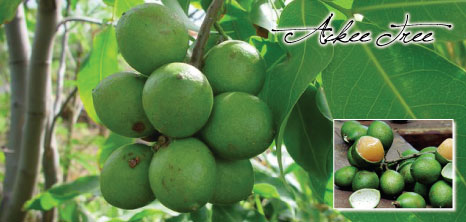 Ackee Tree, Barbados Pocket Guide