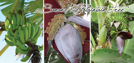 A Banana, A Fig & A Plaintain Tree, Barbados Pocket Guide
