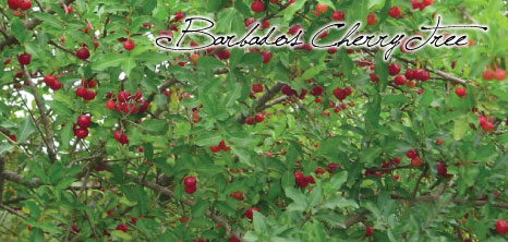 Barbados Cherry Tree, Barbados Pocket Guide