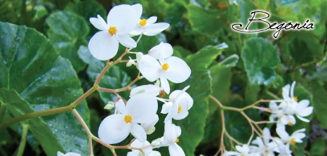 Begonia Plant, Barbados Pocket Guide