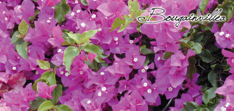 Bougainvillea Plant, Barbados Pocket Guide