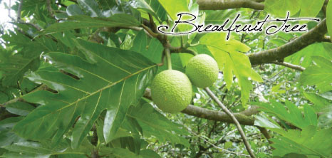 Breadfruit Tree, Barbados Pocket Guide