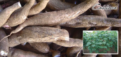 Cassava Roots & Leaves, Barbados Pocket Guide