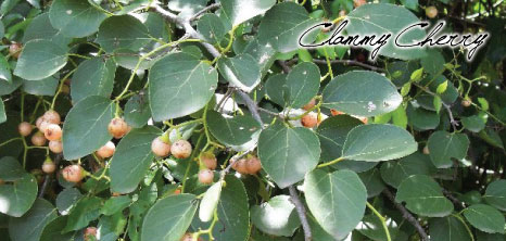 Clammy Cherry Tree, Barbados Pocket Guide