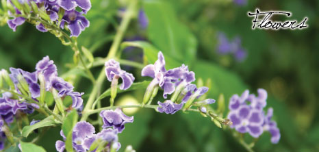 Tropical Flowers, Barbados Pocket Guide