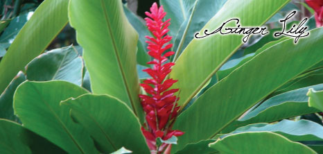 Ginger Lilly in Bloom, Barbados Pocket Guide