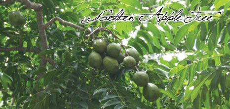 Golden Apple Tree, Barbados Pocket Guide