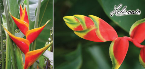 Heliconia Plant, Barbados Pocket Guide