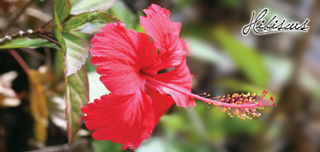 hibiscus_1