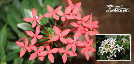 Ixora Plant, Barbados Pocket Guide