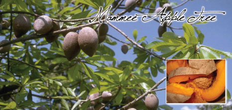 Mammee Apple Tree, Barbados Pocket Guide