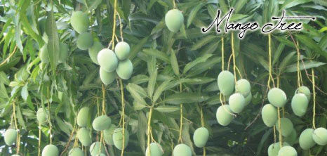 Mango Tree, Barbados Pocket Guide