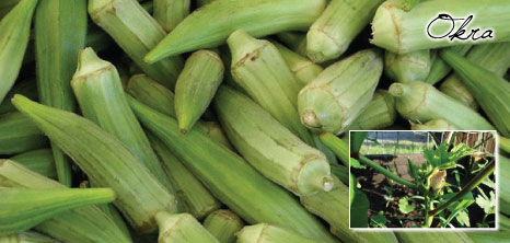 Okras, Barbados Pocket Guide