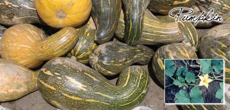 Pumpkins on Display at a Market, Barbados Pocket Guide