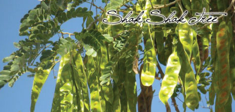 Shak Shak Tree, Barbados Pocket Guide