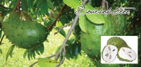 soursop-tree_1