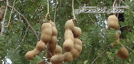 Tamarind Tree, Barbados Pocket Guide