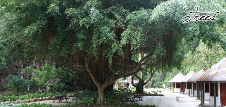 Trees Providing Shade at Harrison's Cave, St. Thomas, Barbados Pocket Guide
