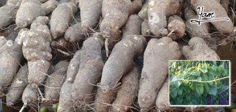 Yam on Display, Barbados Pocket Guide