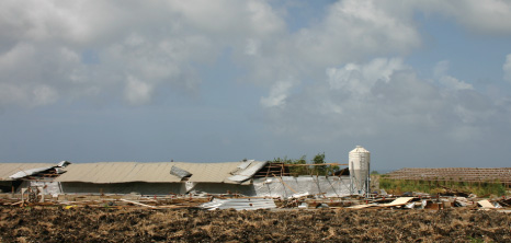This Chicken Farm in St. Lucy Sustained Major Damage after the Passing of Tropical Storm Tomas, Barbados Pocket Guide