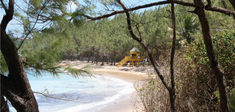 Beach in the Countryside, Barbados Pocket Guide