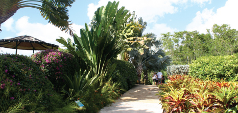 Graeme Hall Nature Sanctuary, Christ Church, Barbados Pocket Guide